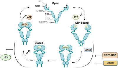 HSP90 multi-functionality in cancer